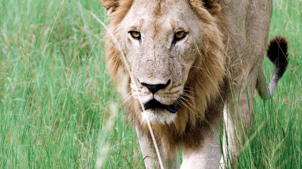 the pride of Molokwane