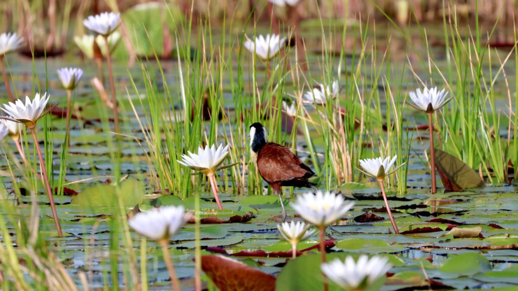 Africa Jacana