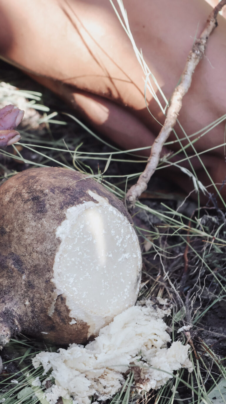 Roots for medicine
