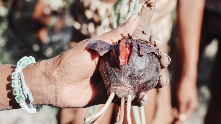 Roots for medicine