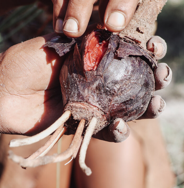 Roots for medicine