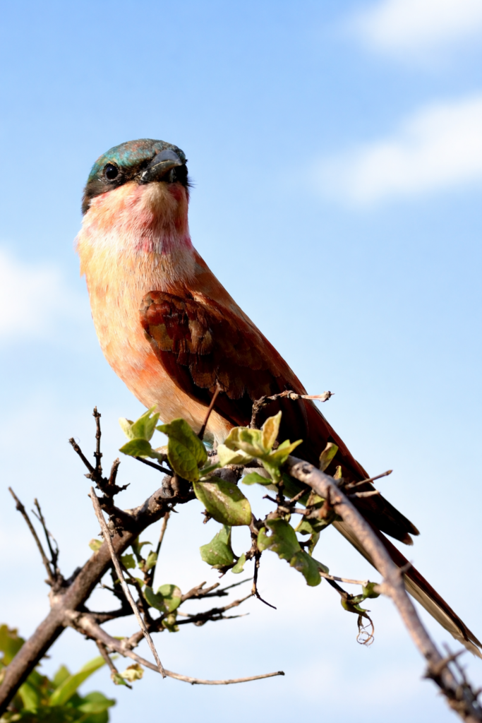 Carmine-Beater-sitting-on-a-thornybush