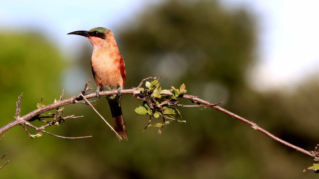 Carmine-Beater-sitting-on-a-thornybush