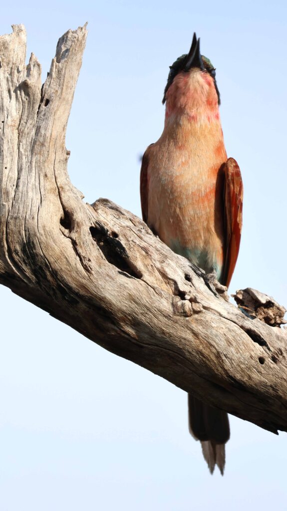 Carmine-Beater-sitting-on-a-thornybush