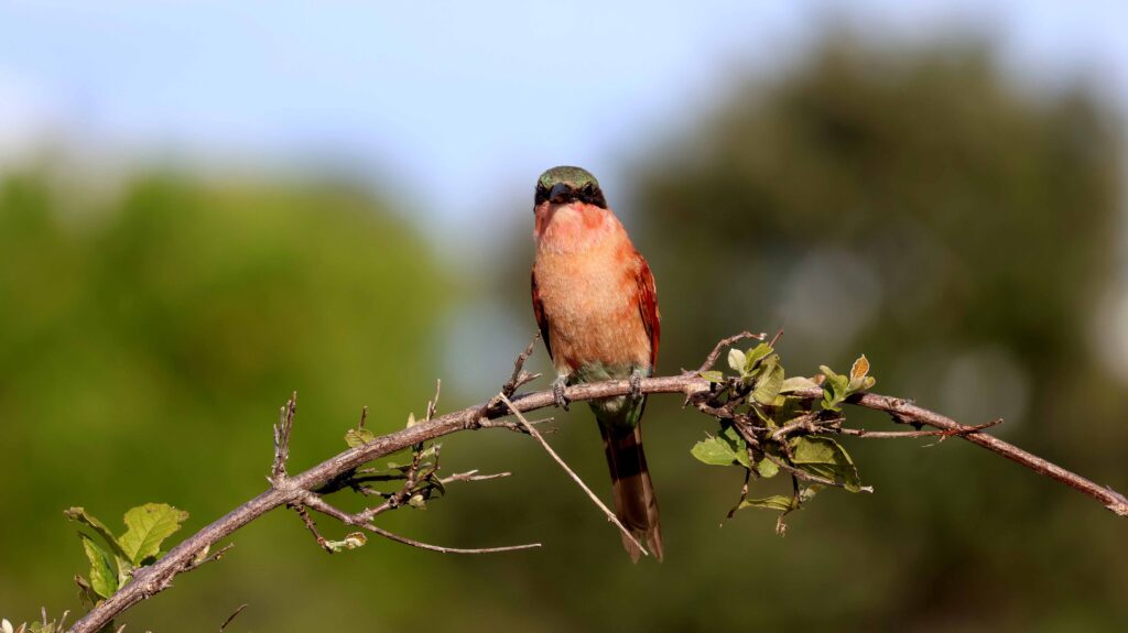 Carmine-Beater-sitting-on-a-thornybush