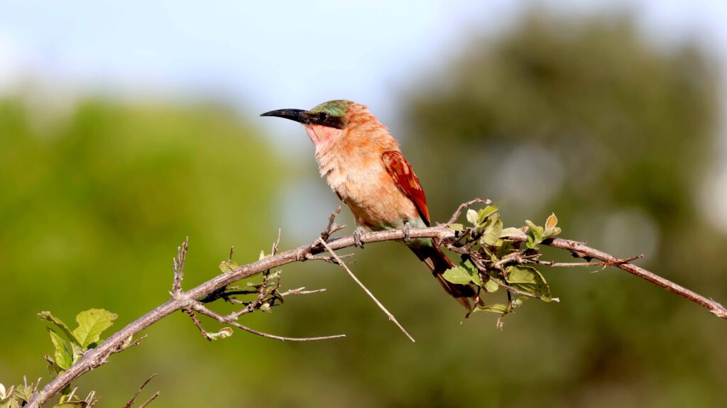 Carmine-Beater-sitting-on-a-thornybush