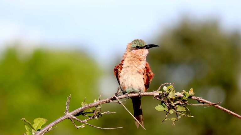 Carmine Beater sitting on a thornybush