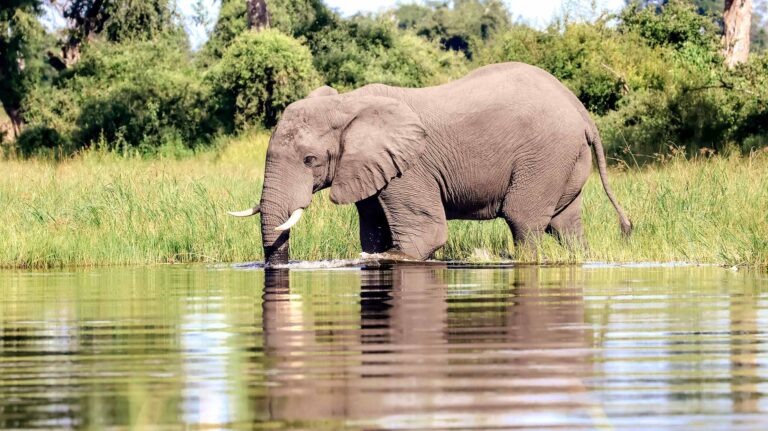 Elephant crossing in the Okavango Delta