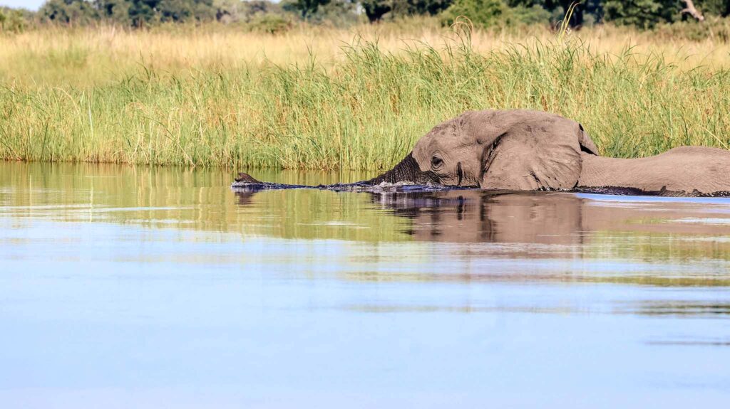 Elephant crossing in the Okavango Delta