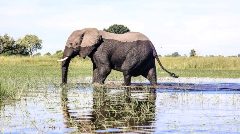 Elephant crossing in the Okavango Delta