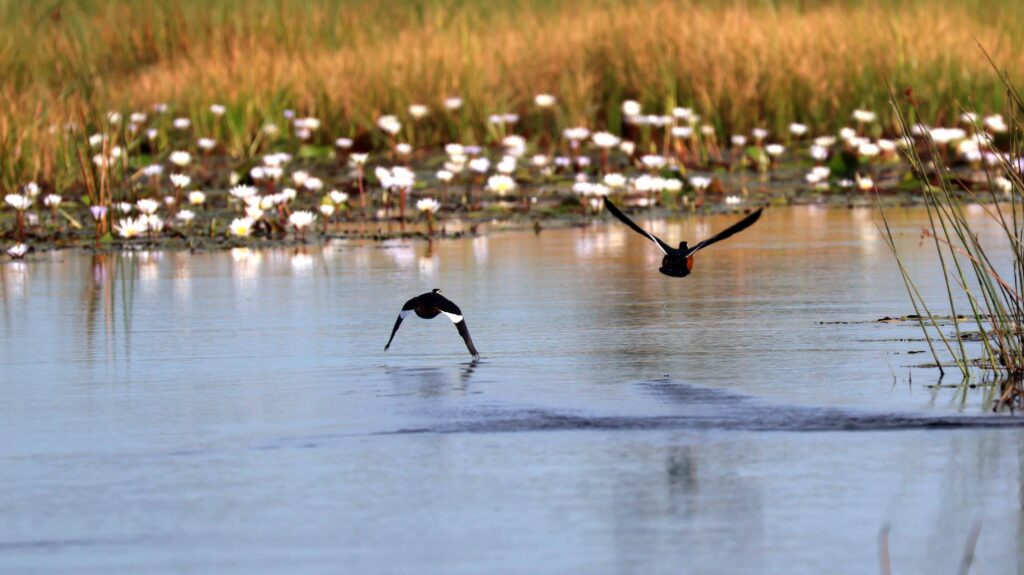 Spurwing geese