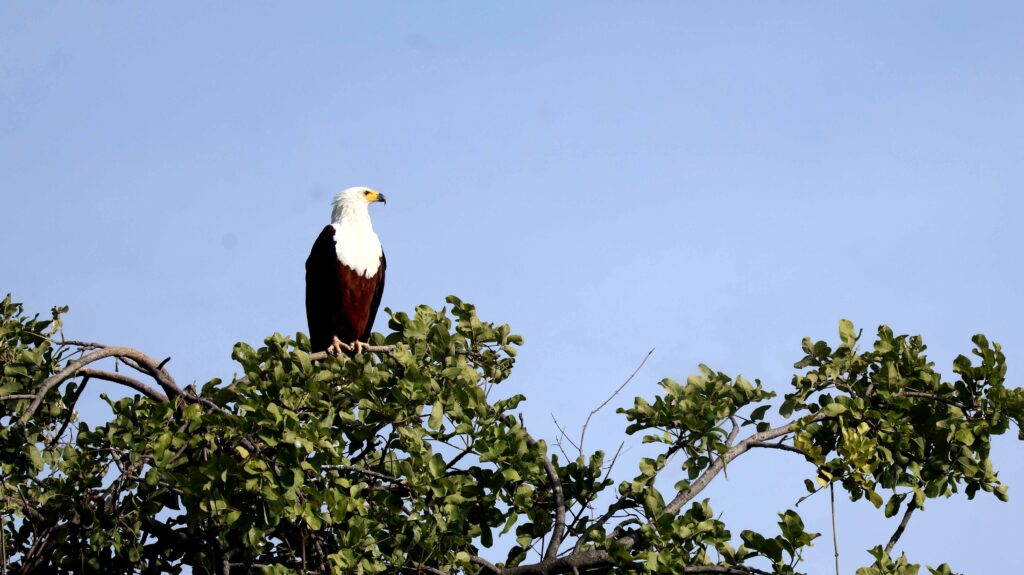 Fish Eagle