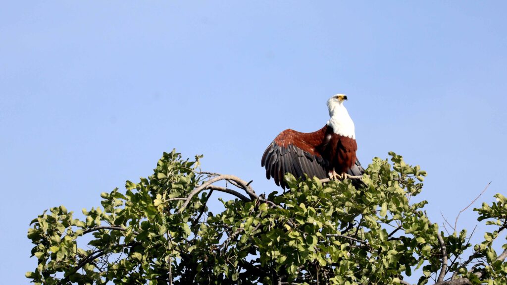 Fish Eagle
