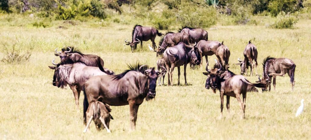 Zebra and Wildebeest