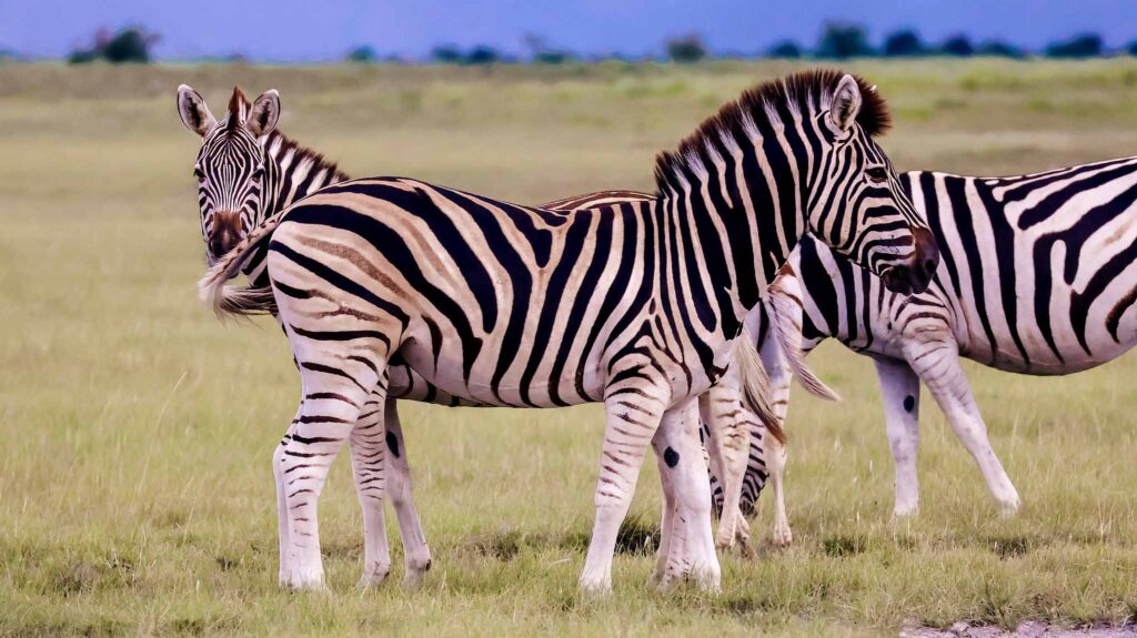 Zebra in Kalahari