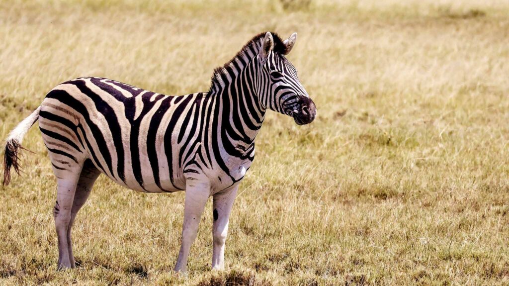 Zebra in Kalahari