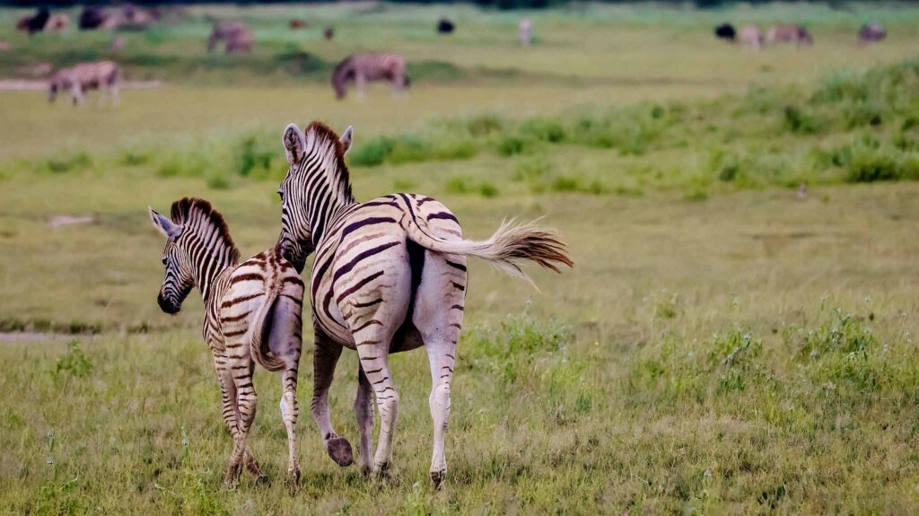 Zebra in Kalahari