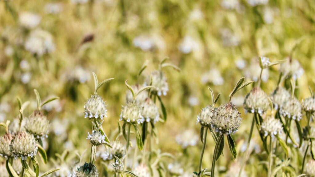 Plants in Kalahari
