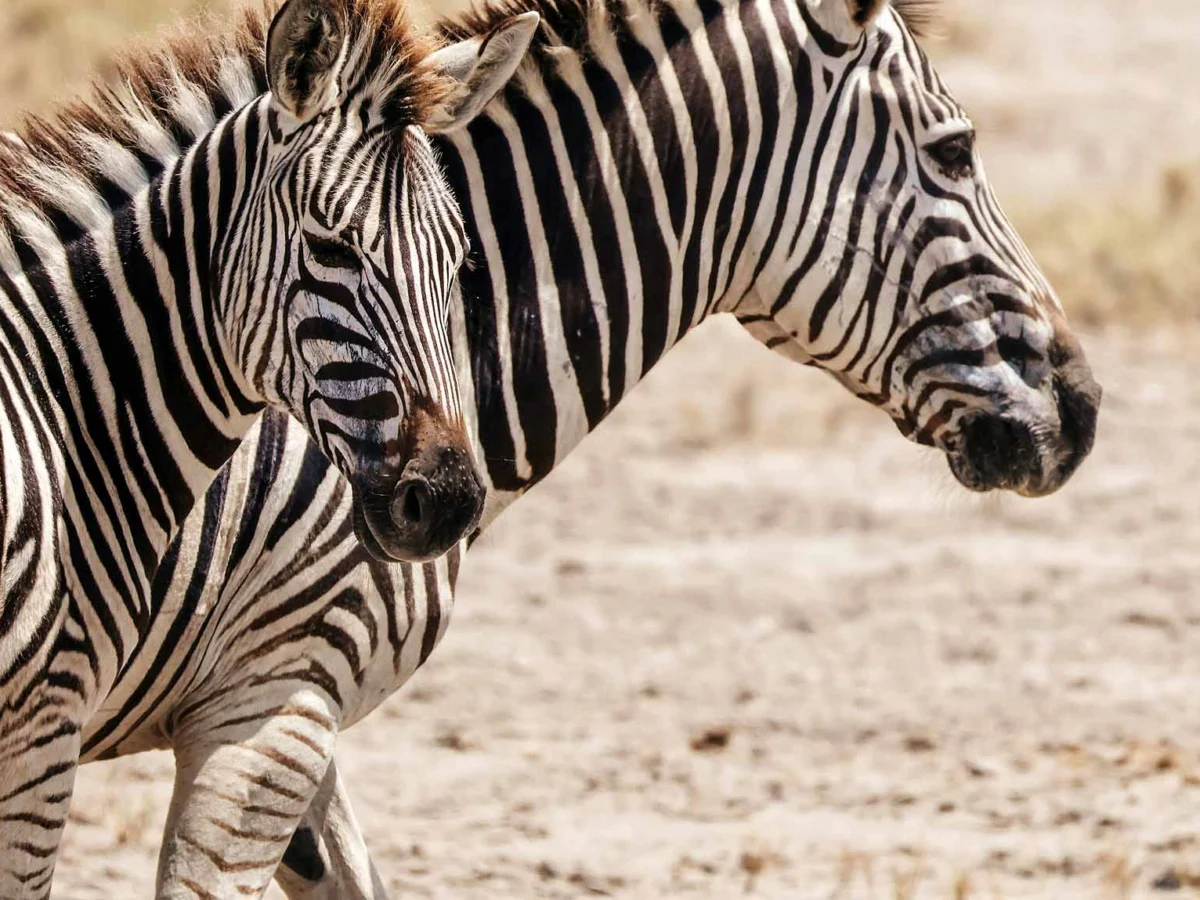 Zebra in Kalahari