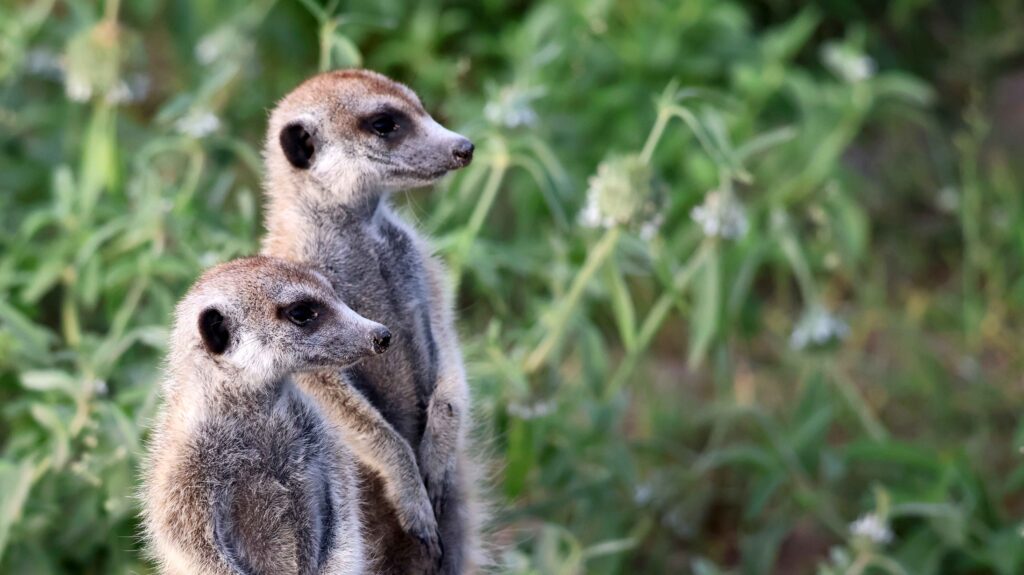 Meerkats in the Makgadikgadi