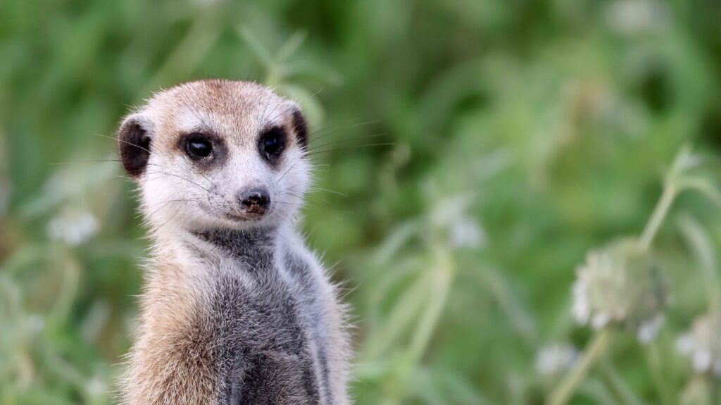 Meerkats in the Makgadikgadi