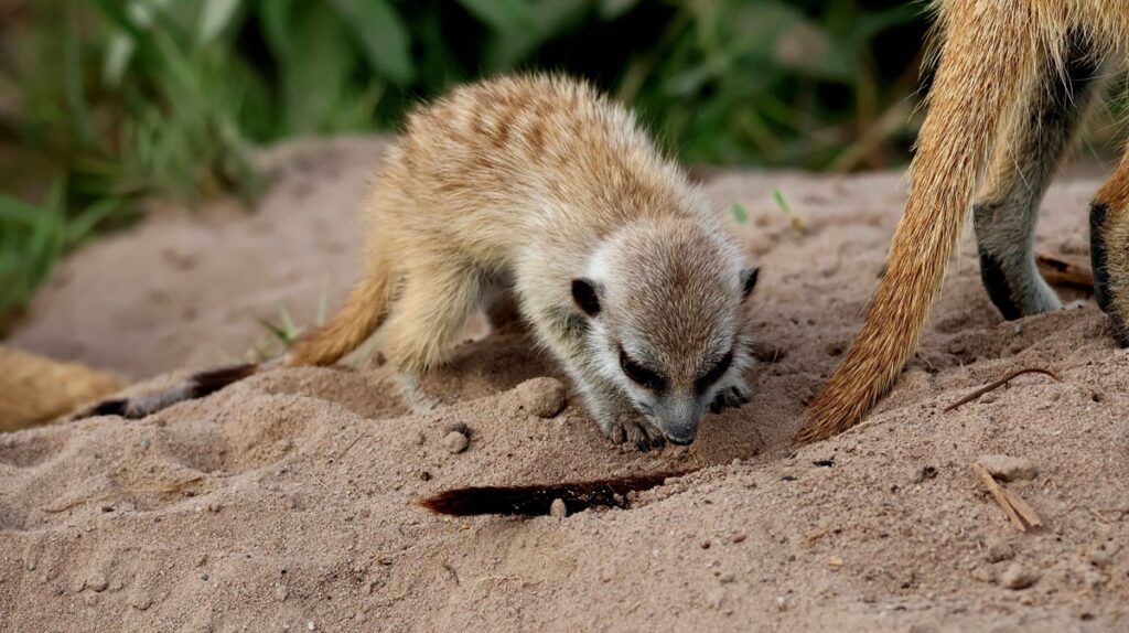 Meerkats in the Makgadikgadi