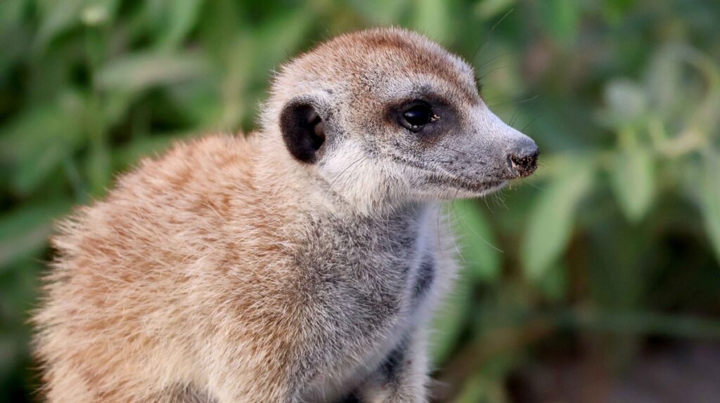 Meerkats in the Makgadikgadi