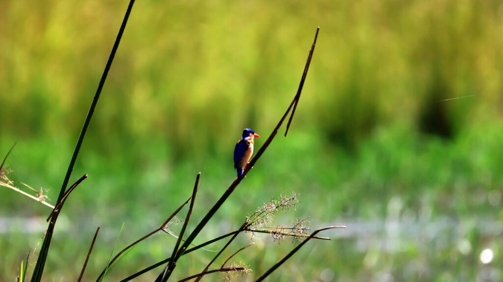 Malachite Kingfisher