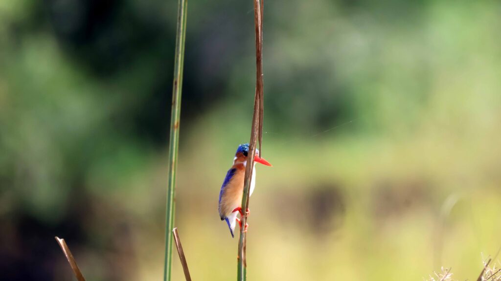 Malachite Kingfisher