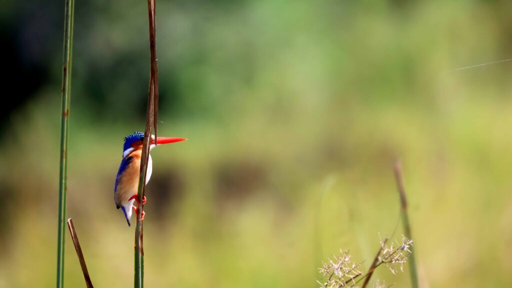 Malachite Kingfisher