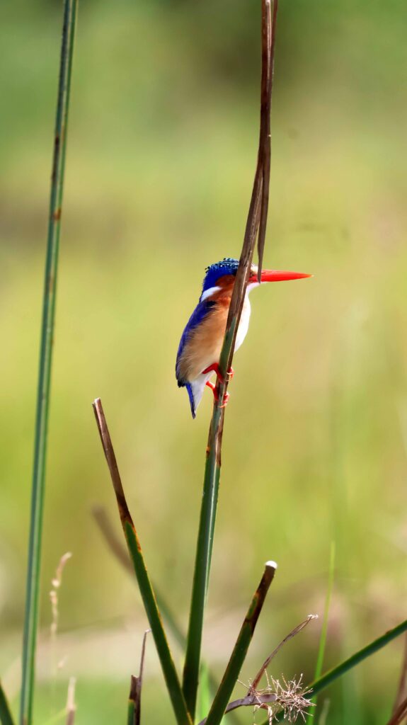Malachite Kingfisher