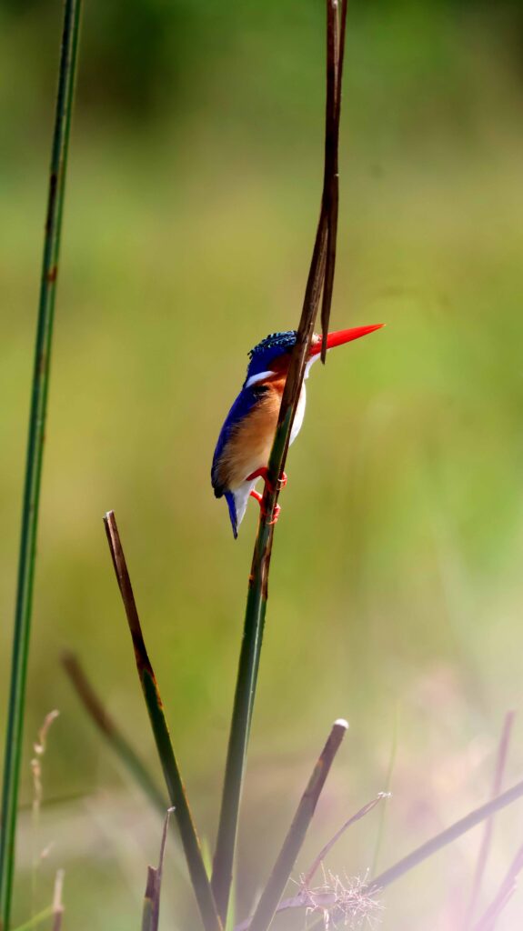 Malachite Kingfisher