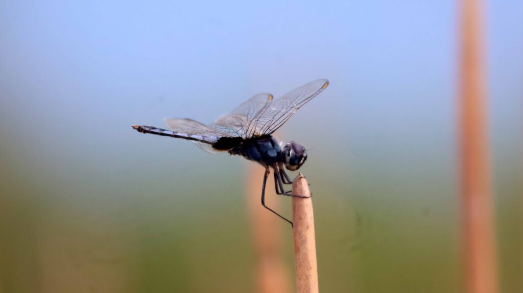 dragonfly