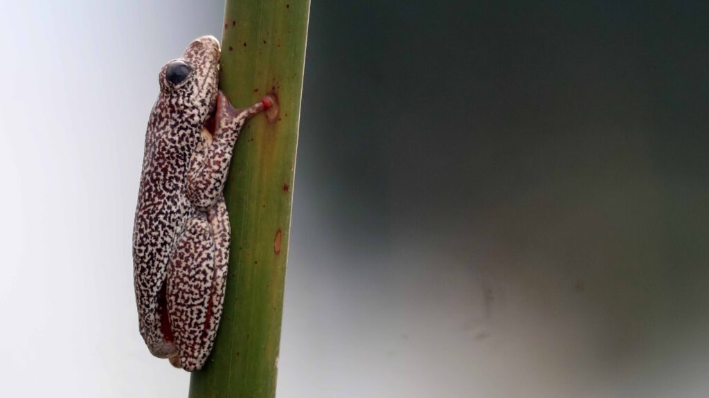 Reed Frog