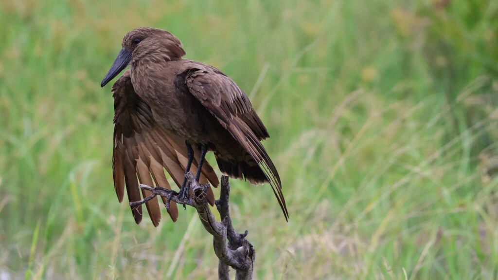 Hamerkop