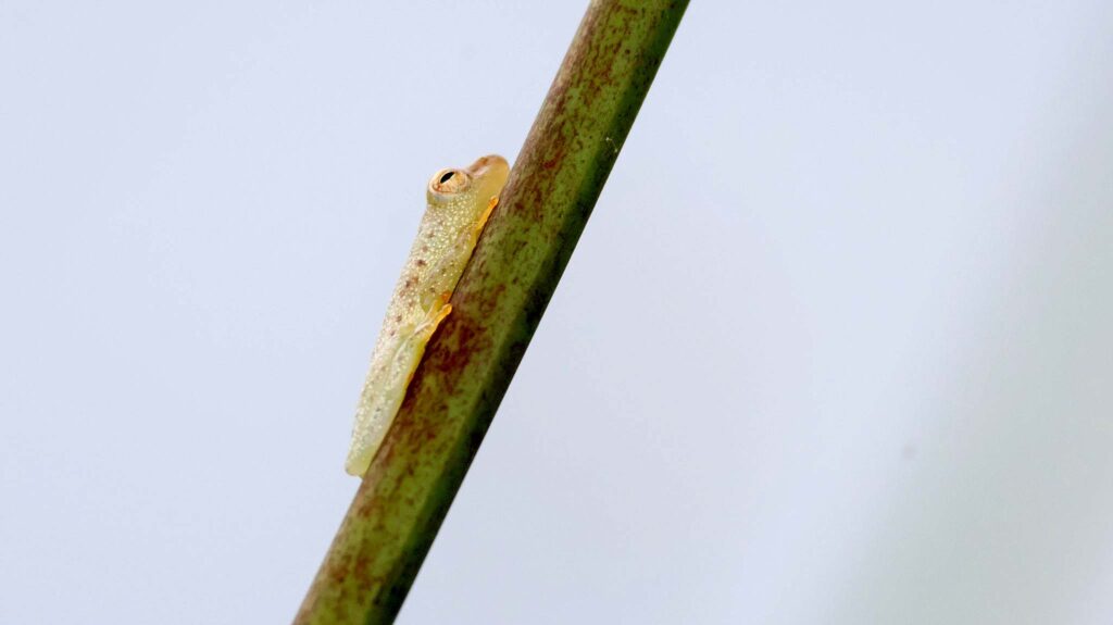 Green Reed Frog