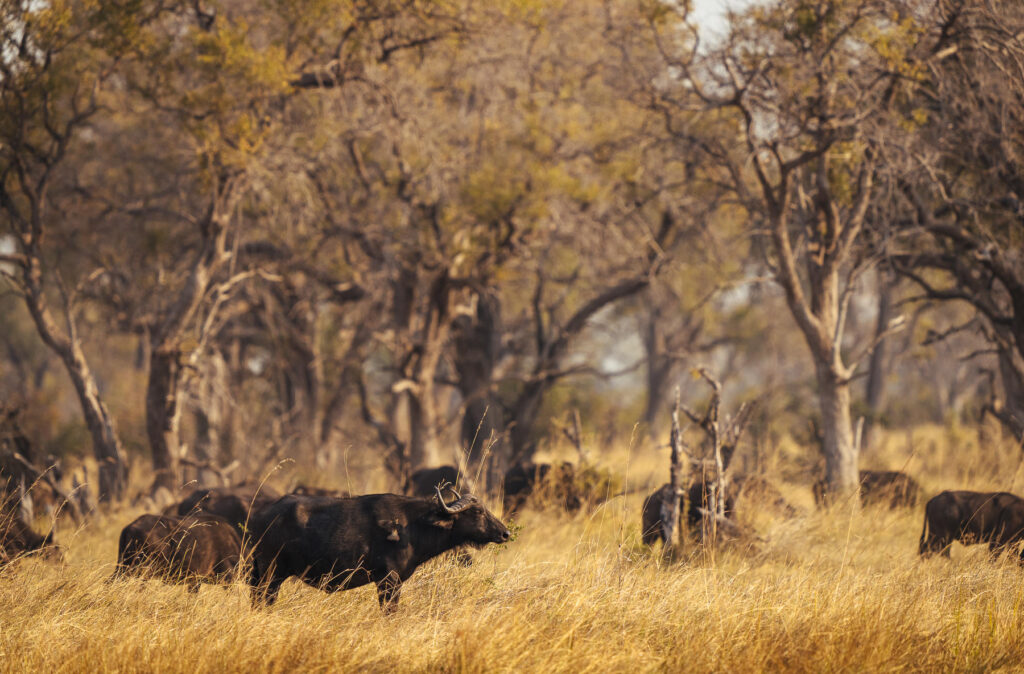 Buffalo Northern Okavango Delta