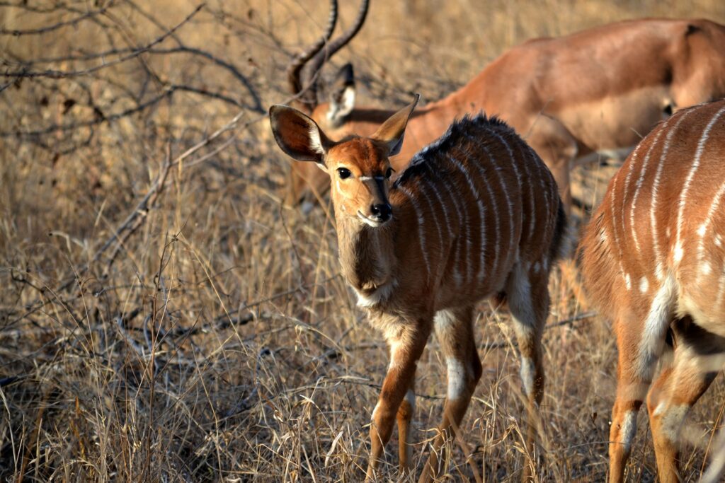 Nyala