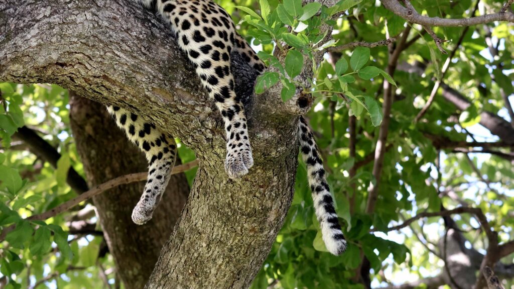 Leopard in a tree in the Okavango Delta