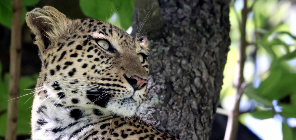 Leopard in a tree in the Okavango Delta