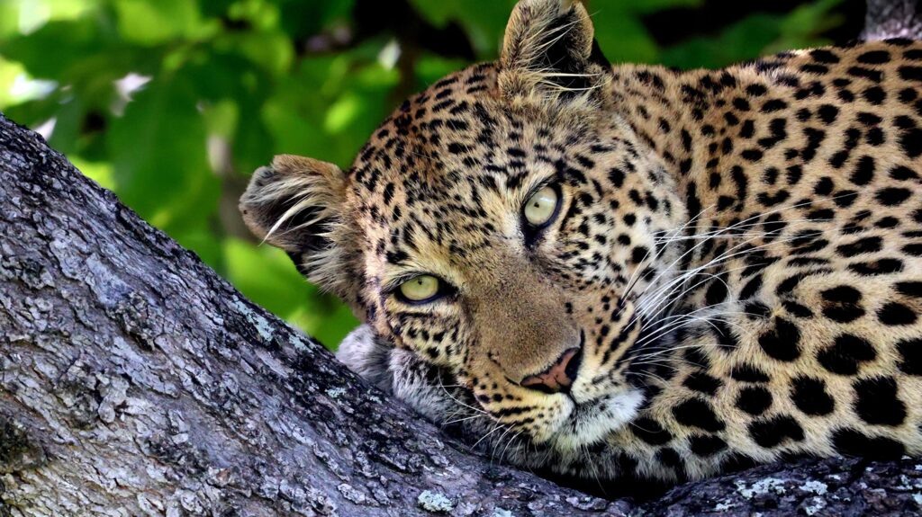 Leopard in a tree in the Okavango Delta