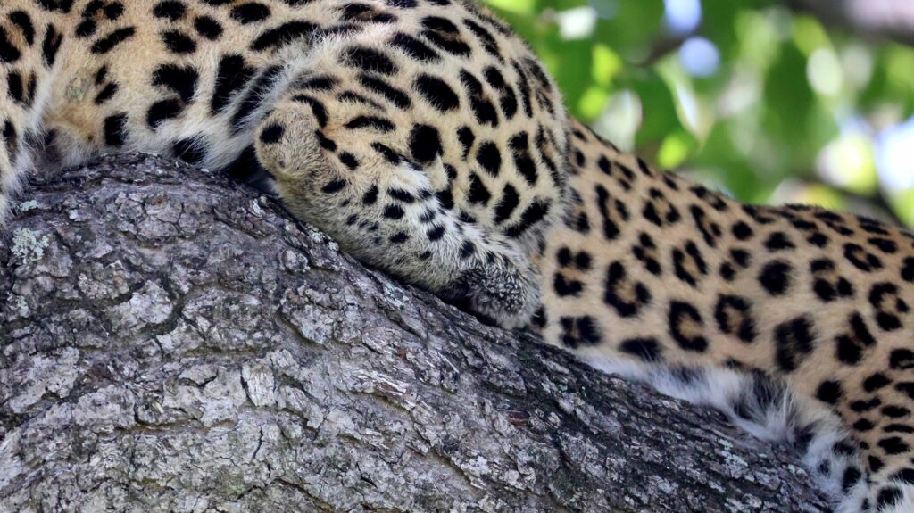 Leopard in a tree in the Okavango Delta