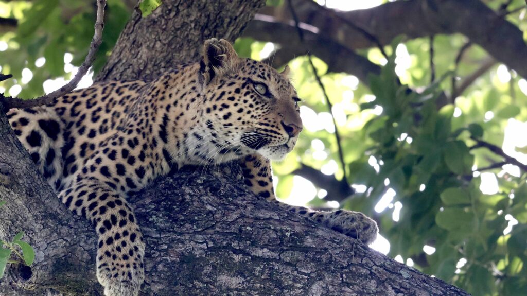 Leopard in a tree in the Okavango Delta