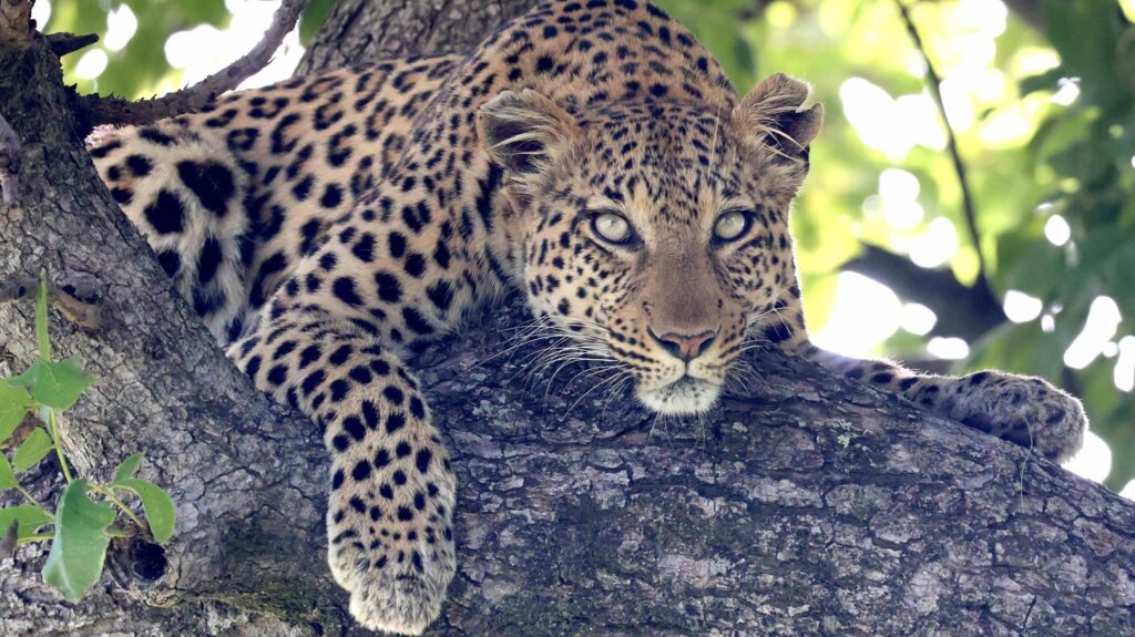 Leopard in a tree in the Okavango Delta