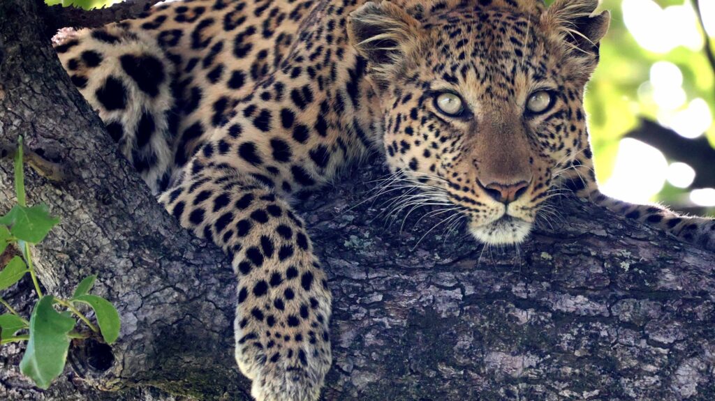 Leopard in a tree in the Okavango Delta