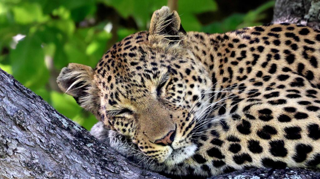 Leopard in a tree in the Okavango Delta
