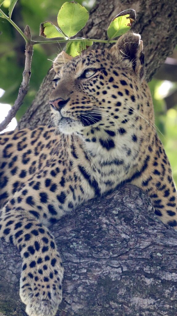 Leopard in a tree in the Okavango Delta