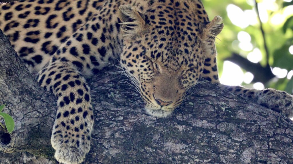 Leopard in a tree in the Okavango Delta