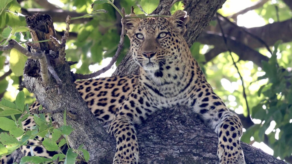 Leopard in a tree in the Okavango Delta