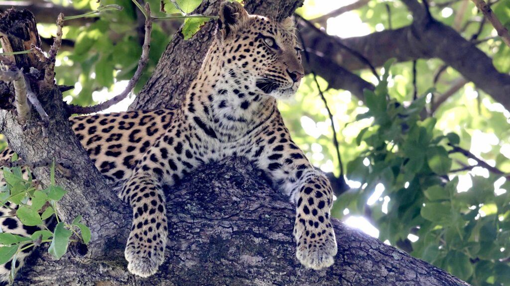 Leopard in a tree in the Okavango Delta